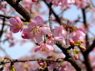 茅ヶ崎公園（河津ざくら）
