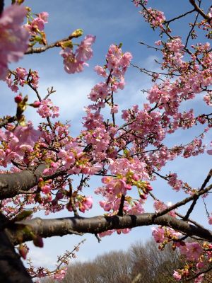 茅ヶ崎公園（河津ざくら）
