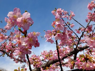 茅ヶ崎公園（河津ざくら）
