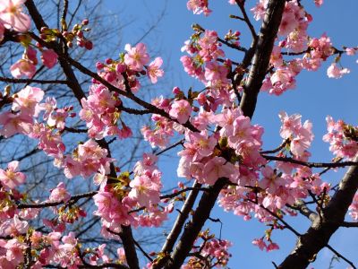 茅ヶ崎公園（河津ざくら）
