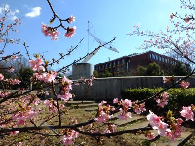 茅ヶ崎公園（河津ざくら）
