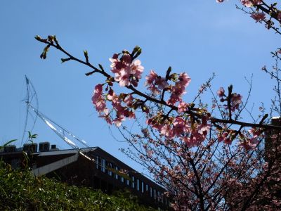 茅ヶ崎公園（河津ざくら）
