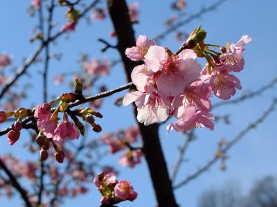 茅ヶ崎公園（河津ざくら）
