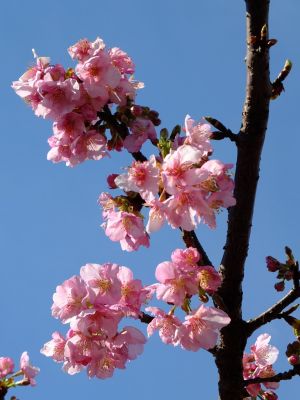 茅ヶ崎公園（河津ざくら）
