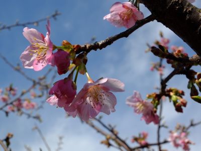茅ヶ崎公園（河津ざくら）
