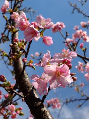 茅ヶ崎公園（河津ざくら）
