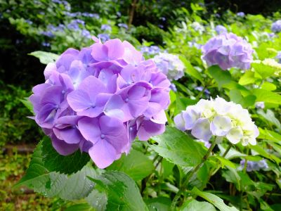 都筑中央公園ばじょじ谷戸
