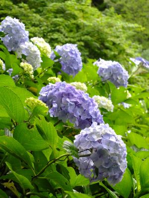 都筑中央公園ばじょじ谷戸
