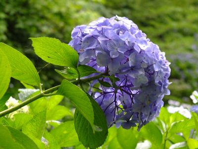 都筑中央公園ばじょじ谷戸
