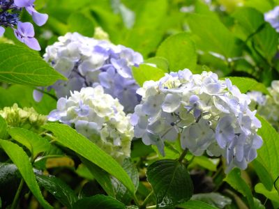 都筑中央公園ばじょじ谷戸
