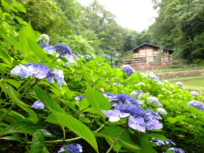 都筑中央公園ばじょじ谷戸
