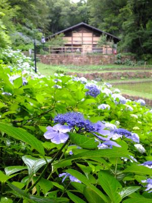 都筑中央公園ばじょじ谷戸
