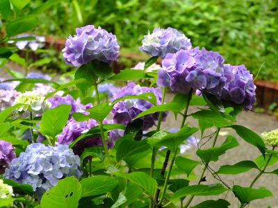 都筑中央公園ばじょじ谷戸

