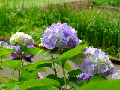 都筑中央公園ばじょじ谷戸
