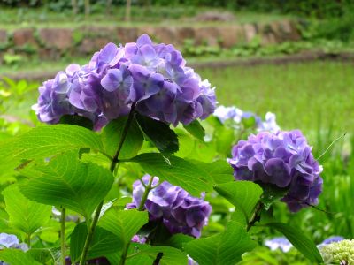 都筑中央公園ばじょじ谷戸
