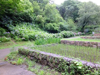 都筑中央公園ばじょじ谷戸
