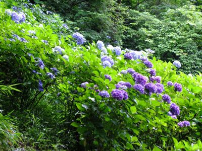 都筑中央公園ばじょじ谷戸
