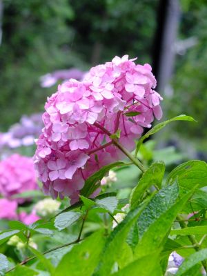 都筑中央公園ばじょじ谷戸
