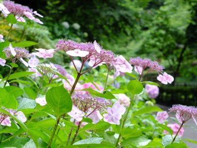 都筑中央公園ばじょじ谷戸
