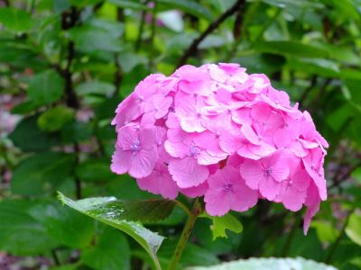 都筑中央公園ばじょじ谷戸
