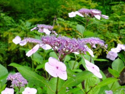 都筑中央公園ばじょじ谷戸
