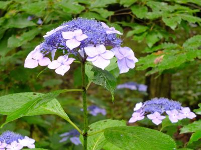 都筑中央公園ばじょじ谷戸

