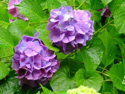 都筑中央公園ばじょじ谷戸
