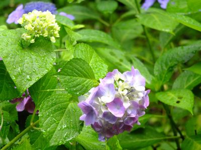 都筑中央公園ばじょじ谷戸
