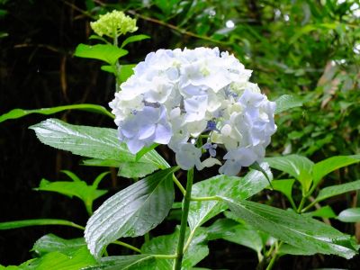 都筑中央公園ばじょじ谷戸
