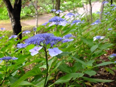 都筑中央公園ばじょじ谷戸
