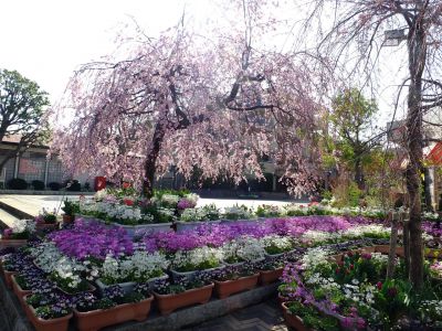 花のある商店街荏田近隣センターの枝垂れ桜
