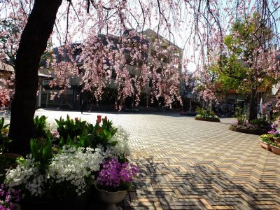 花のある商店街荏田近隣センターの枝垂れ桜
