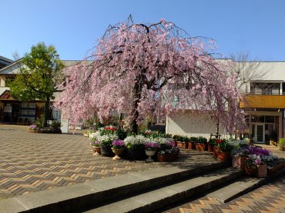 花のある商店街荏田近隣センターの枝垂れ桜

