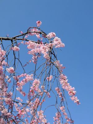 花のある商店街荏田近隣センターの枝垂れ桜
