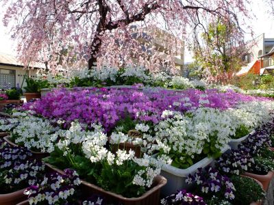 花のある商店街荏田近隣センターの枝垂れ桜
