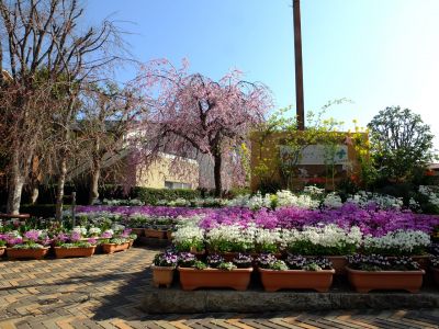 花のある商店街荏田近隣センターの枝垂れ桜
