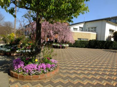 花のある商店街荏田近隣センターの枝垂れ桜
