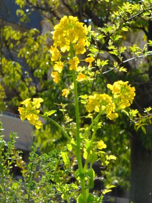 花のある商店街荏田近隣センターの枝垂れ桜
