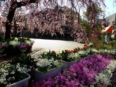 花のある商店街荏田近隣センターの枝垂れ桜
