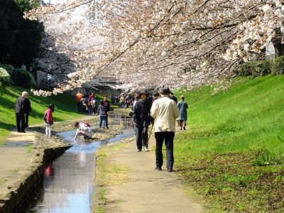 江川せせらぎ緑道
