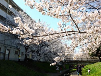 江川せせらぎ緑道
