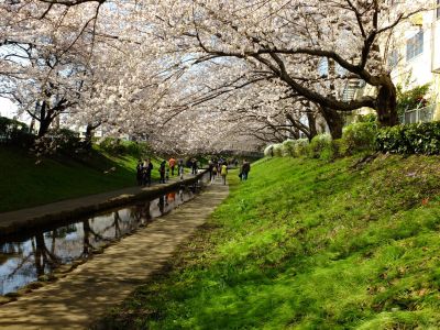 江川せせらぎ緑道
