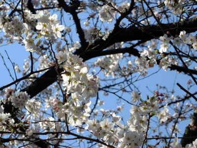江川せせらぎ緑道
