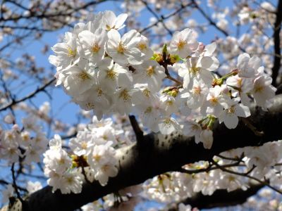 江川せせらぎ緑道
