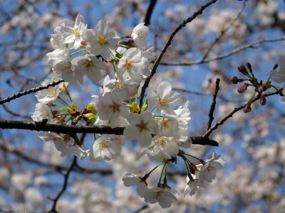 江川せせらぎ緑道
