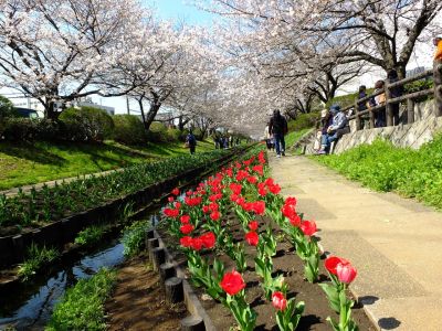 江川せせらぎ緑道
