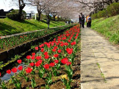 江川せせらぎ緑道
