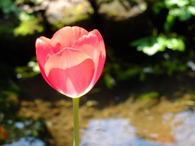 江川せせらぎ緑道
