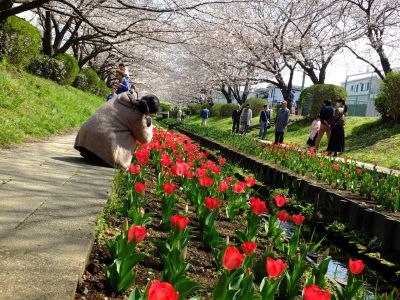 江川せせらぎ緑道
