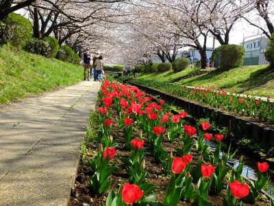 江川せせらぎ緑道
